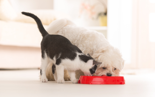 Cat and Dog eating healthy pet food - Pet Wants