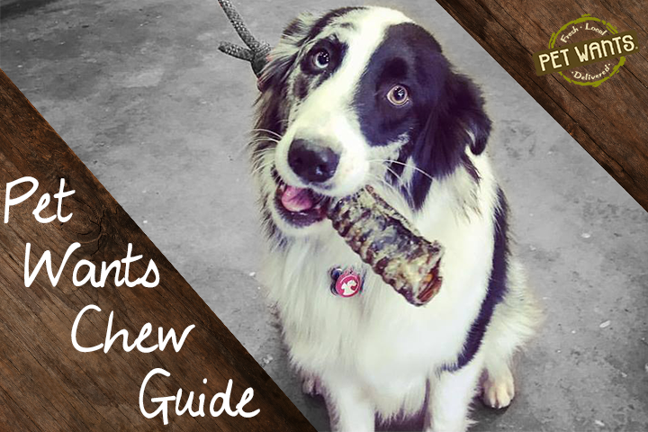 Chew Guide Blog - Pet Wants
